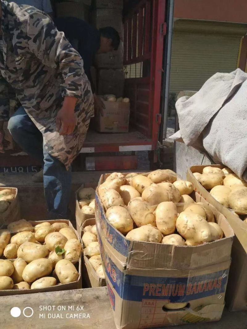 土豆我这里有一万多亩大棚荷兰十五土豆品质好量大服务好