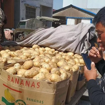 土豆我这里有一万多亩大棚荷兰十五土豆品质好量大服务好