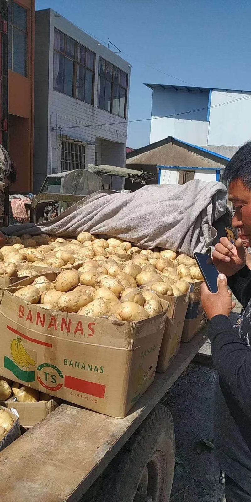 土豆我这里有一万多亩大棚荷兰十五土豆品质好量大服务好