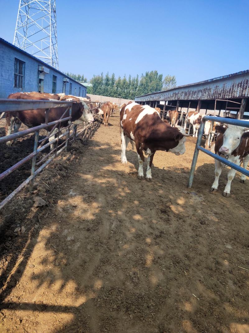 广东利木赞小牛犊黄牛西门塔尔牛犊200~300kg