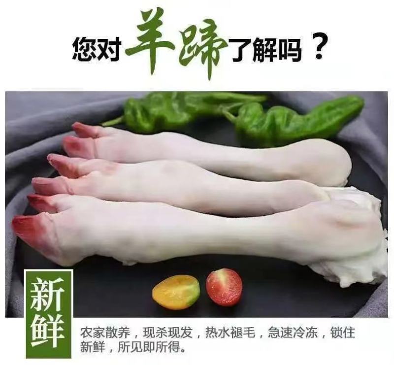 新鲜现杀羊蹄农家羔羊蹄山羊蹄绵羊蹄羊脚冷冻羊蹄带筋包邮