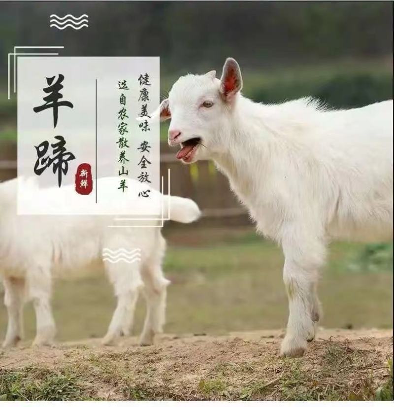 新鲜现杀羊蹄农家羔羊蹄山羊蹄绵羊蹄羊脚冷冻羊蹄带筋包邮