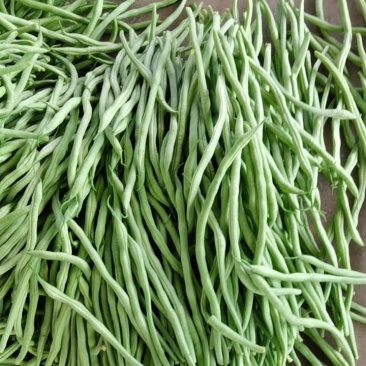 精品脱水架豆王加工厂大量有货