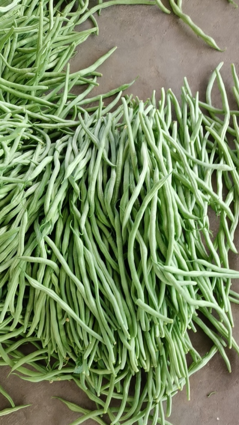 精品脱水架豆王加工厂大量有货