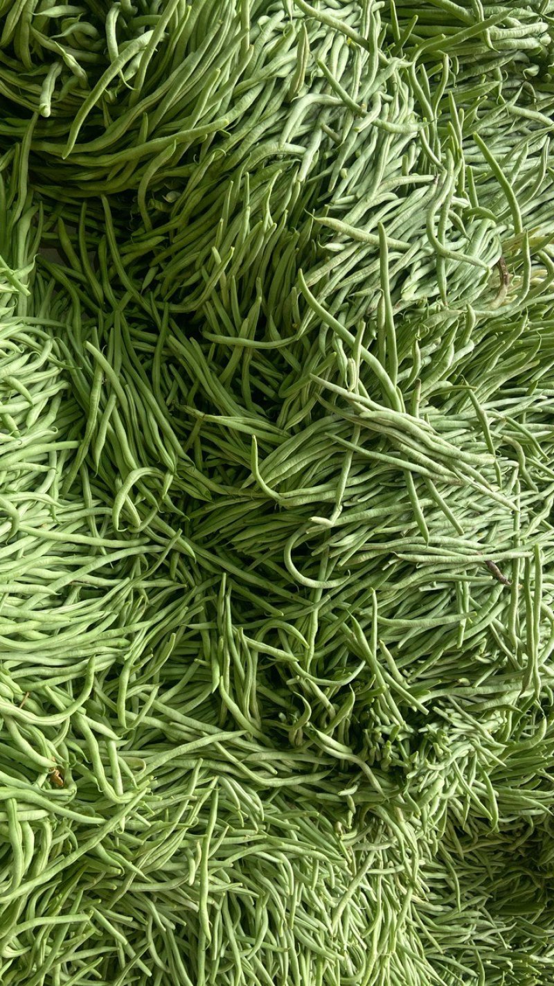 精品脱水架豆王加工厂大量有货