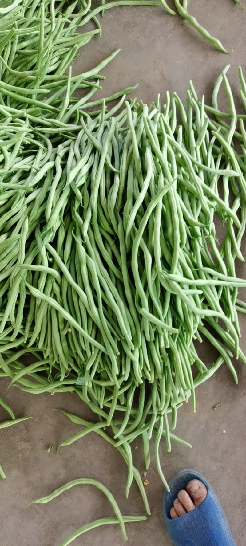 精品脱水架豆王加工厂大量有货