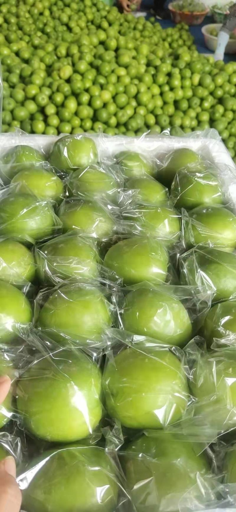 云南早熟青枣大量上市产地直发品质保证一手货源