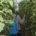 西红柿番茄电动喷花器点花器黄瓜沾花器授粉器多功能锂电池喷