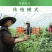 西红柿番茄电动喷花器点花器黄瓜沾花器授粉器多功能锂电池喷