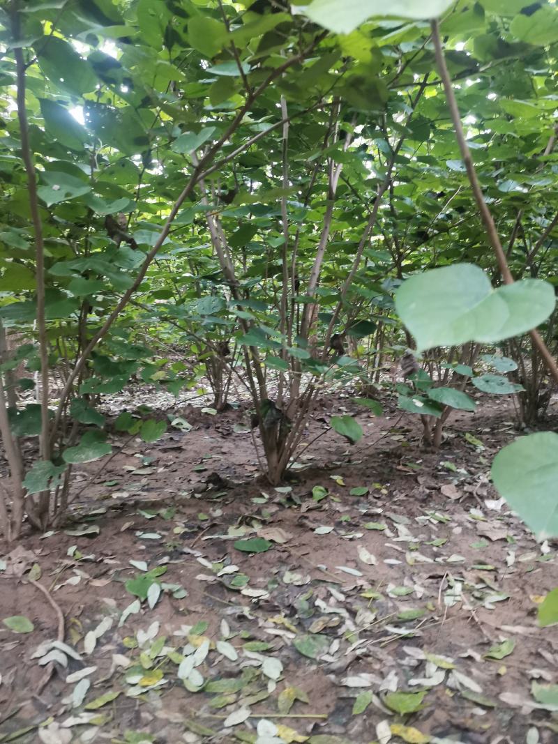 丛生紫荆羊蹄甲花紫荆老紫荆，红花紫荆