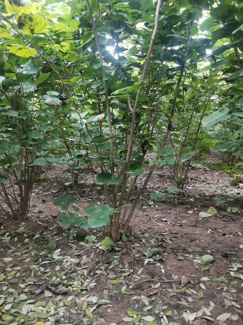 丛生紫荆羊蹄甲花紫荆老紫荆，红花紫荆