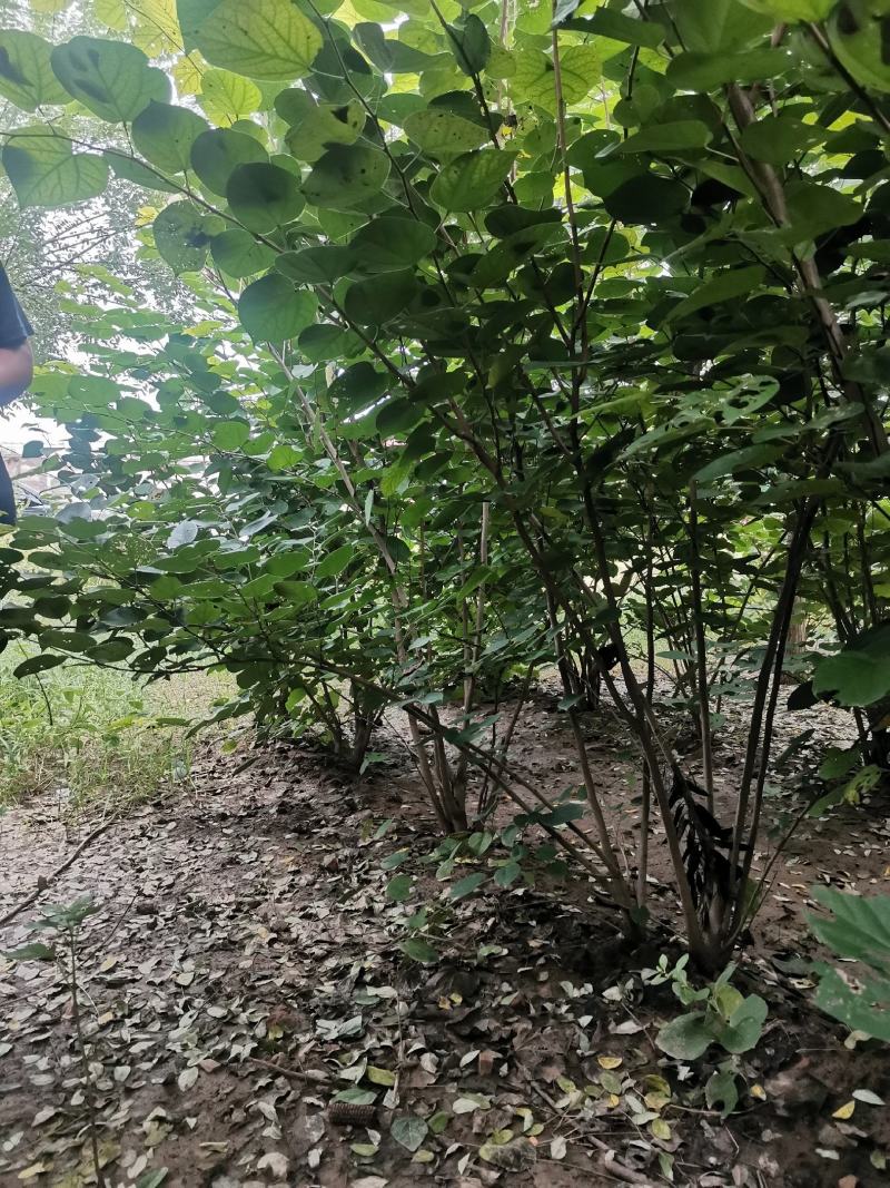 丛生紫荆羊蹄甲花紫荆老紫荆，红花紫荆