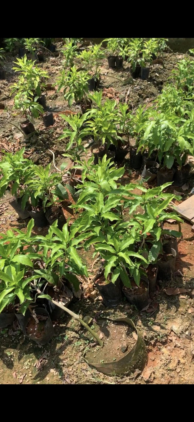 带花早生四季黄晶果冬蜜品种嫁接苗.小小一棵基本都来花