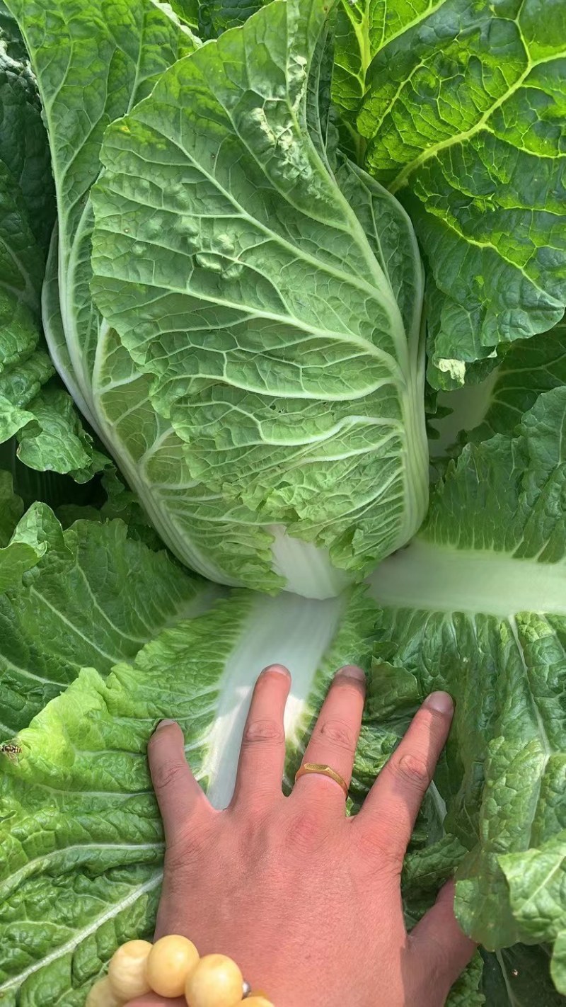 凌海黄心北京三号白菜大量有种植面积大适合市场酸菜厂泡菜厂