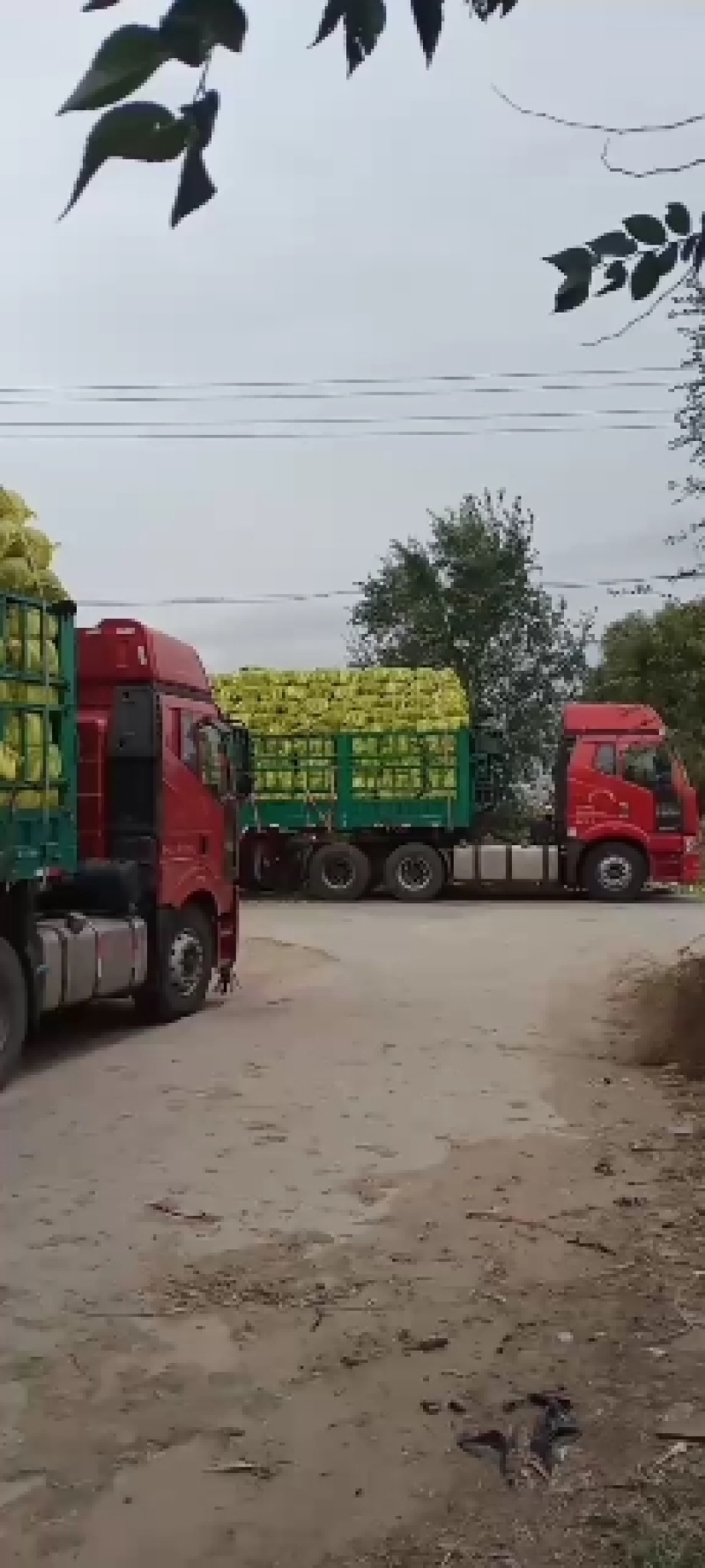 凌海黄心北京三号白菜大量有种植面积大适合市场酸菜厂泡菜厂
