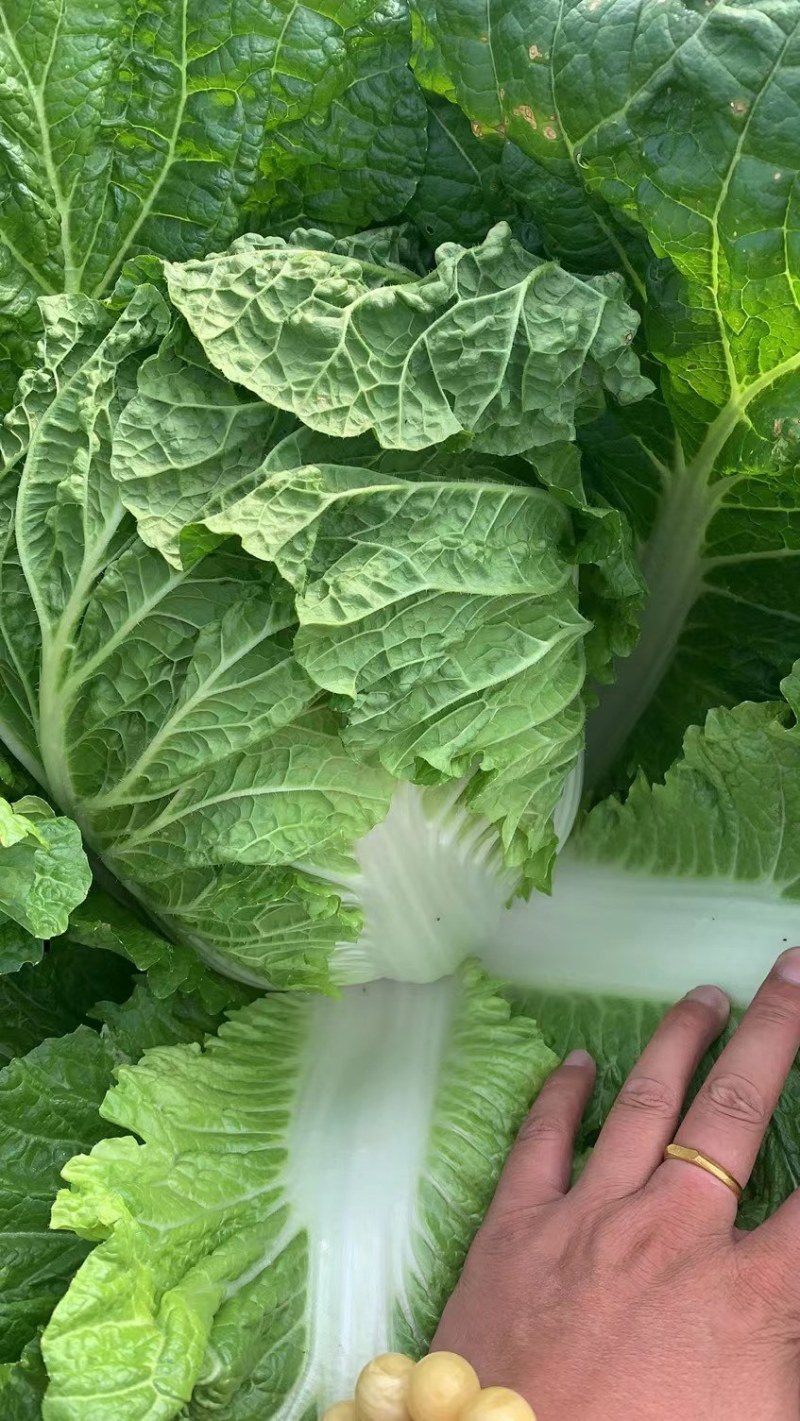 凌海黄心北京三号白菜大量有种植面积大适合市场酸菜厂泡菜厂