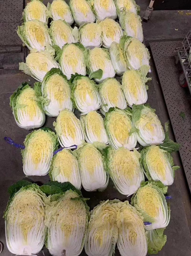 凌海黄心北京三号白菜大量有种植面积大适合市场酸菜厂泡菜厂