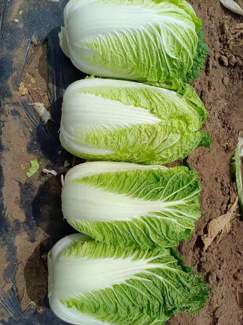 凌海黄心北京三号白菜大量有种植面积大适合市场酸菜厂泡菜厂