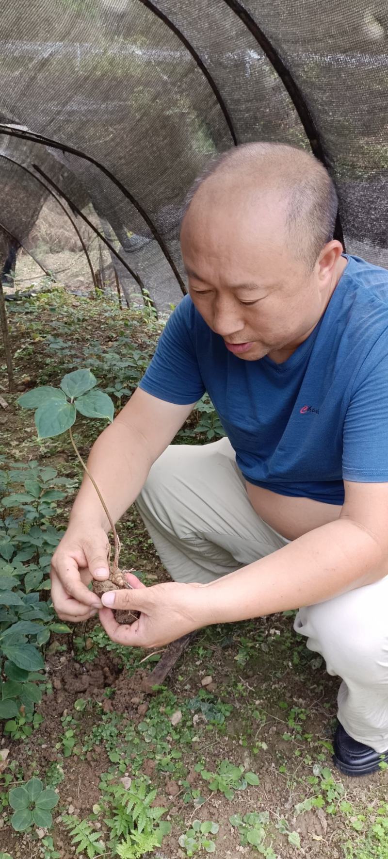 重楼苗子，自己基地，自己育苗