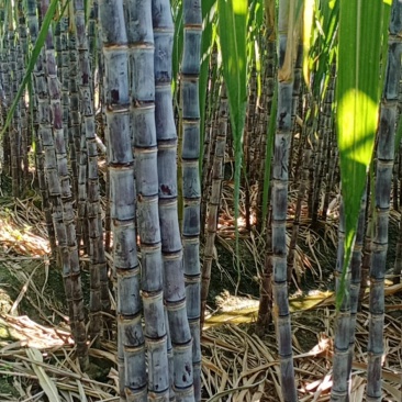 广东黑皮甘蔗上市了，产地直销欢迎咨询定购
