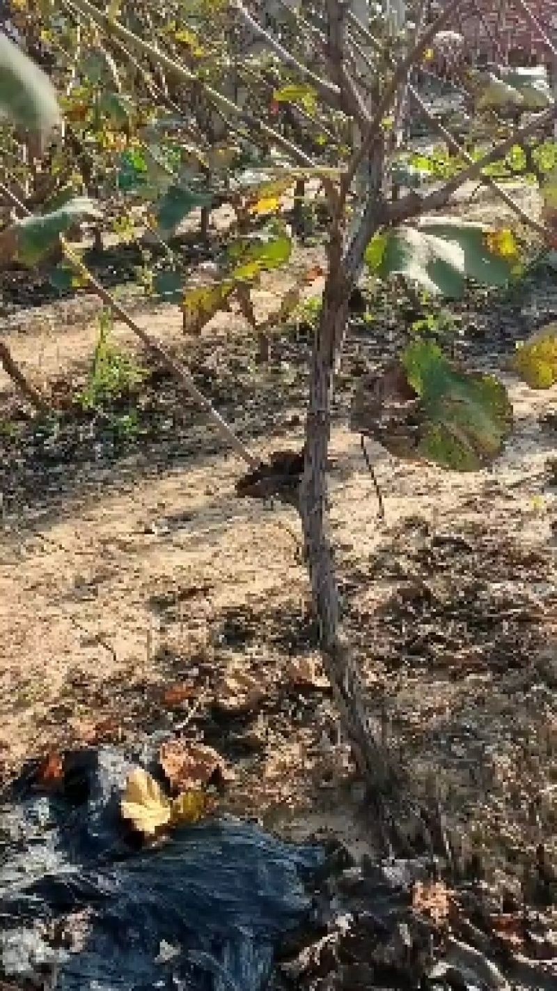 占地葡萄树，及绿化树，工程苗木，合作共赢，