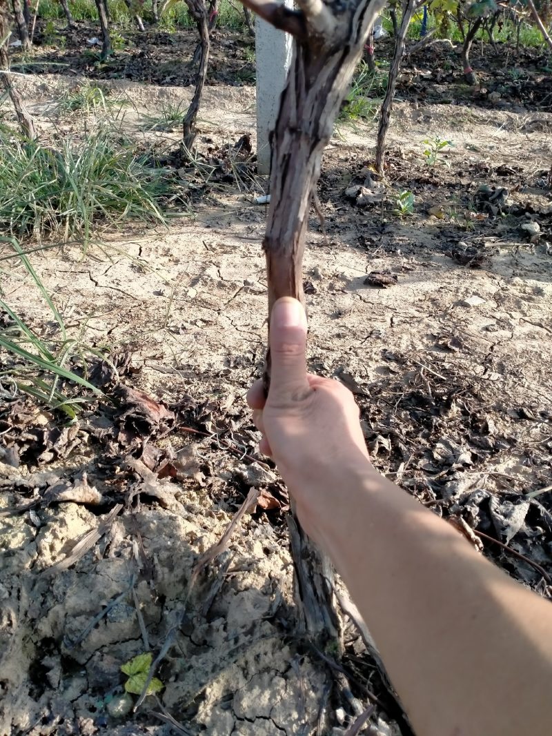 占地葡萄树，及绿化树，工程苗木，合作共赢，