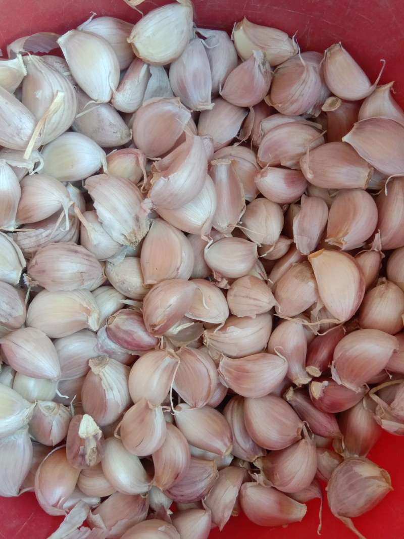 【优质精品】中牟早熟大蒜种子，紫皮红瓣，抽苔早，产量高。