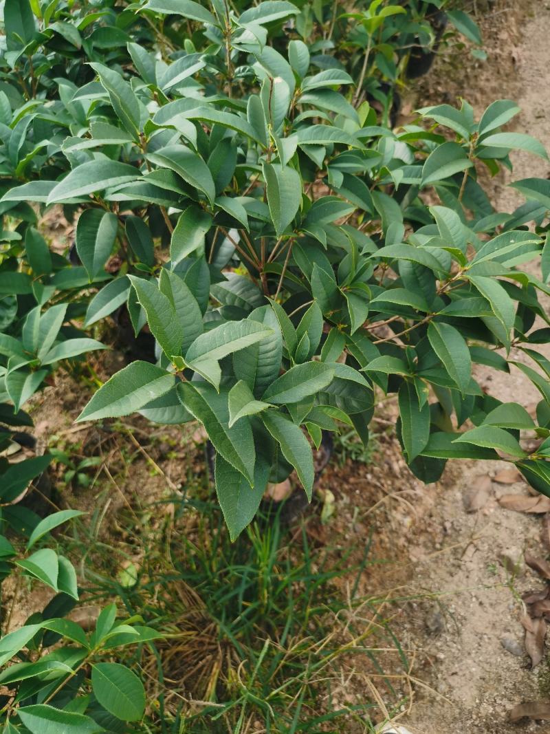 特价21杯四季桂花，含花发货，福建基地直批。。