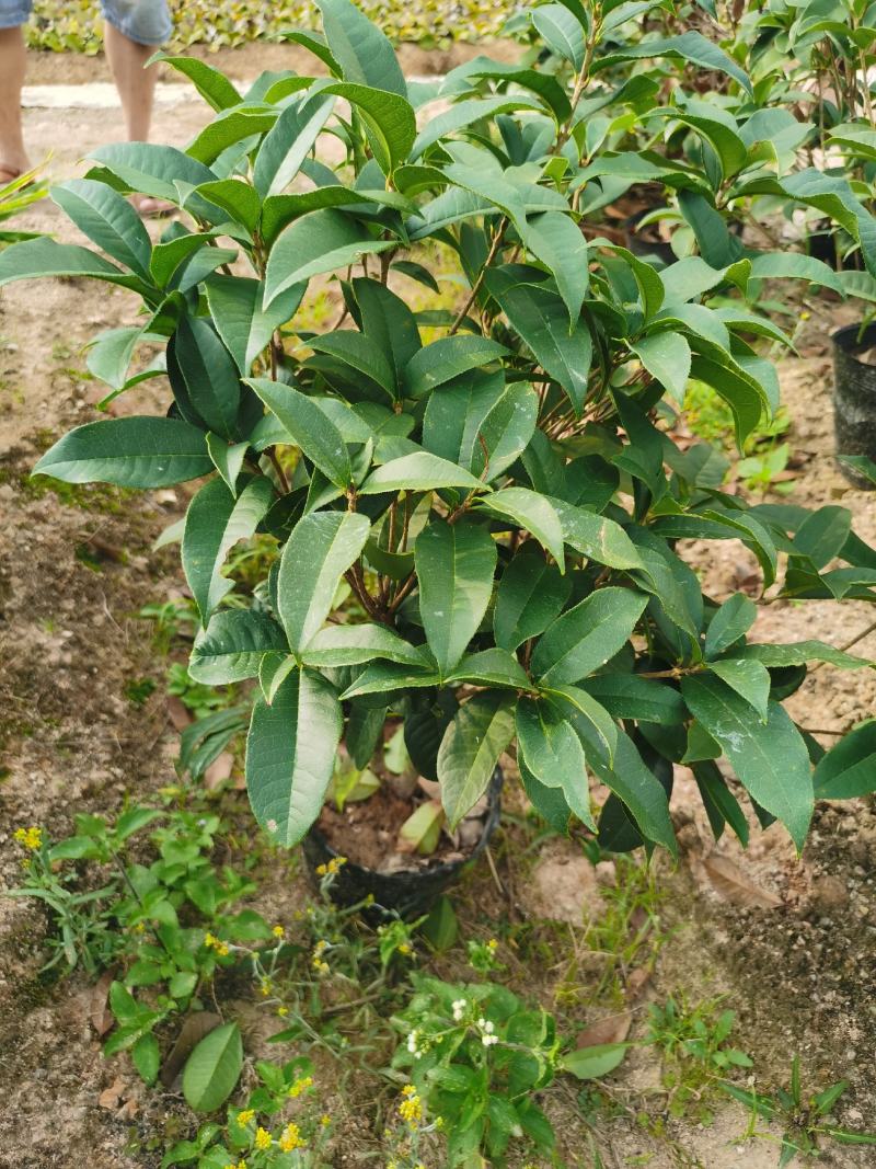 特价21杯四季桂花，含花发货，福建基地直批。。