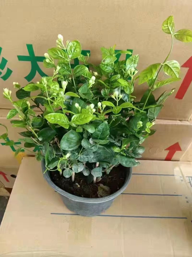 1加仑茉莉16盆/箱，精选盆栽盆花实物实拍图基地直发