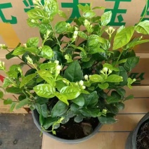 1加仑茉莉16盆/箱，精选盆栽盆花实物实拍图基地直发