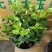 1加仑茉莉16盆/箱，精选盆栽盆花实物实拍图基地直发