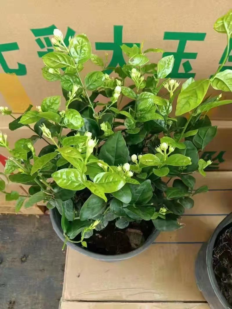 1加仑茉莉16盆/箱，精选盆栽盆花实物实拍图基地直发