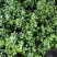 1加仑茉莉16盆/箱，精选盆栽盆花实物实拍图基地直发
