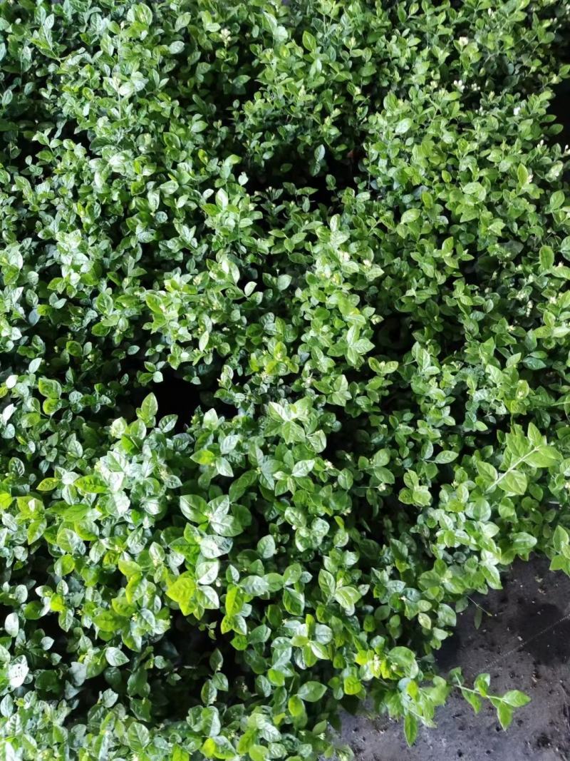 1加仑茉莉16盆/箱，精选盆栽盆花实物实拍图基地直发