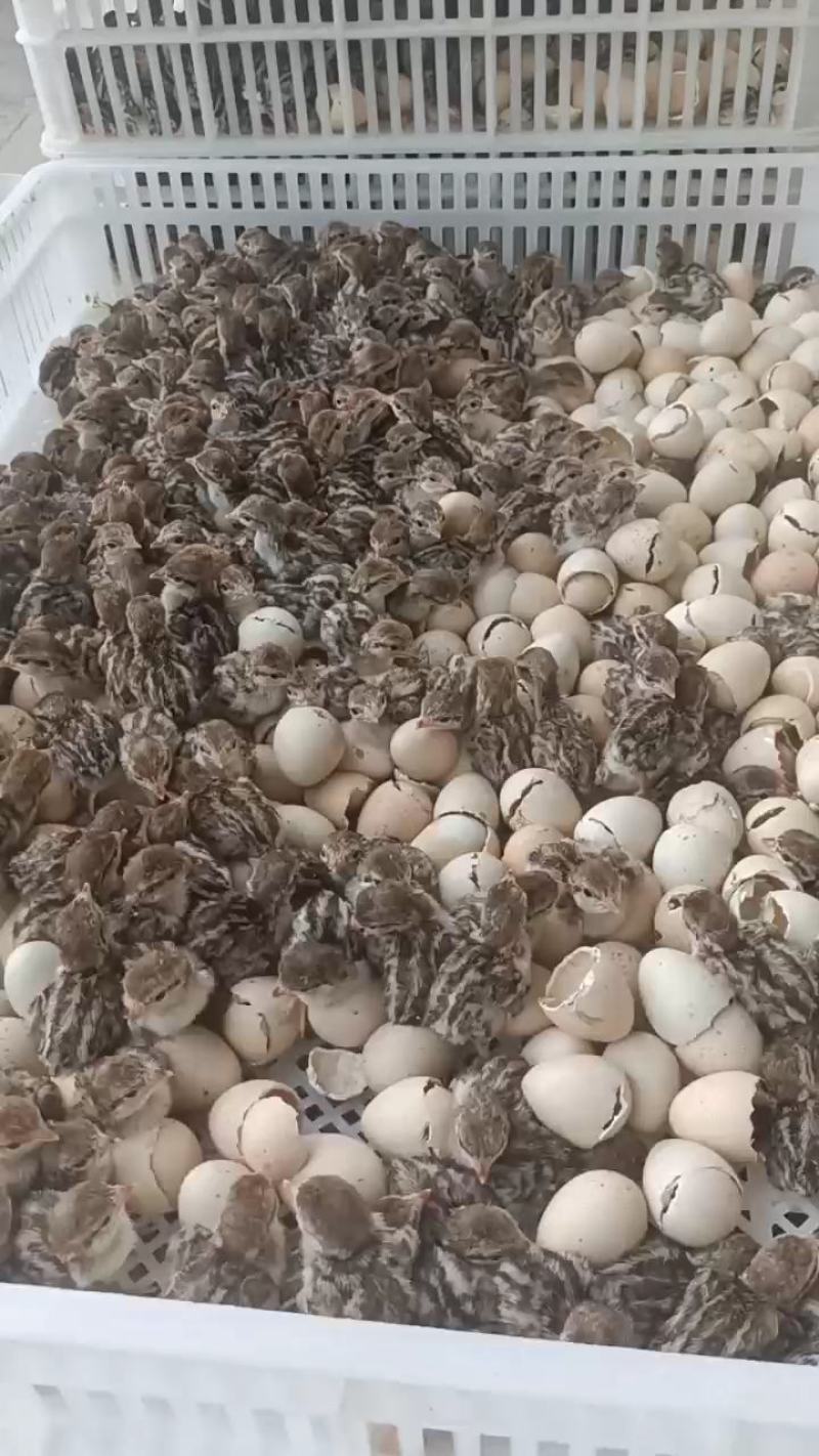 鹧鸪苗