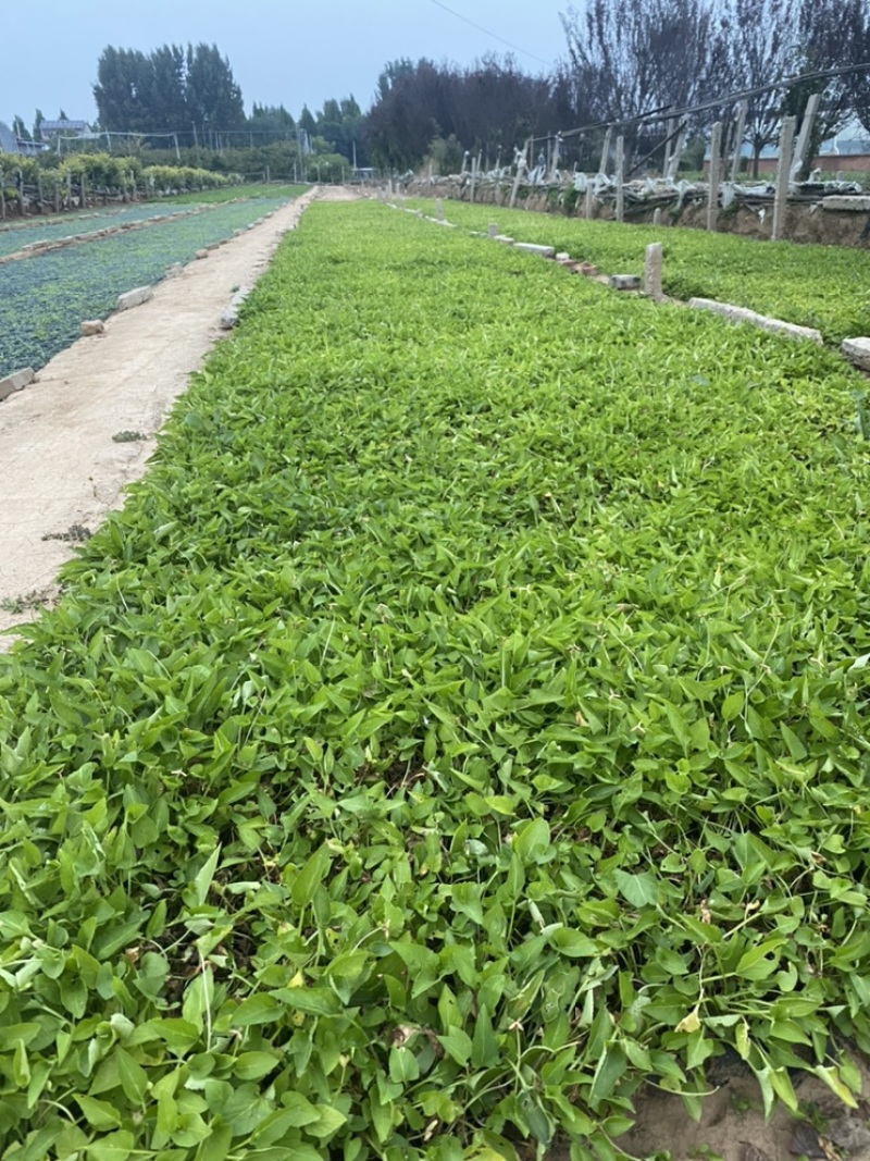 紫花地丁