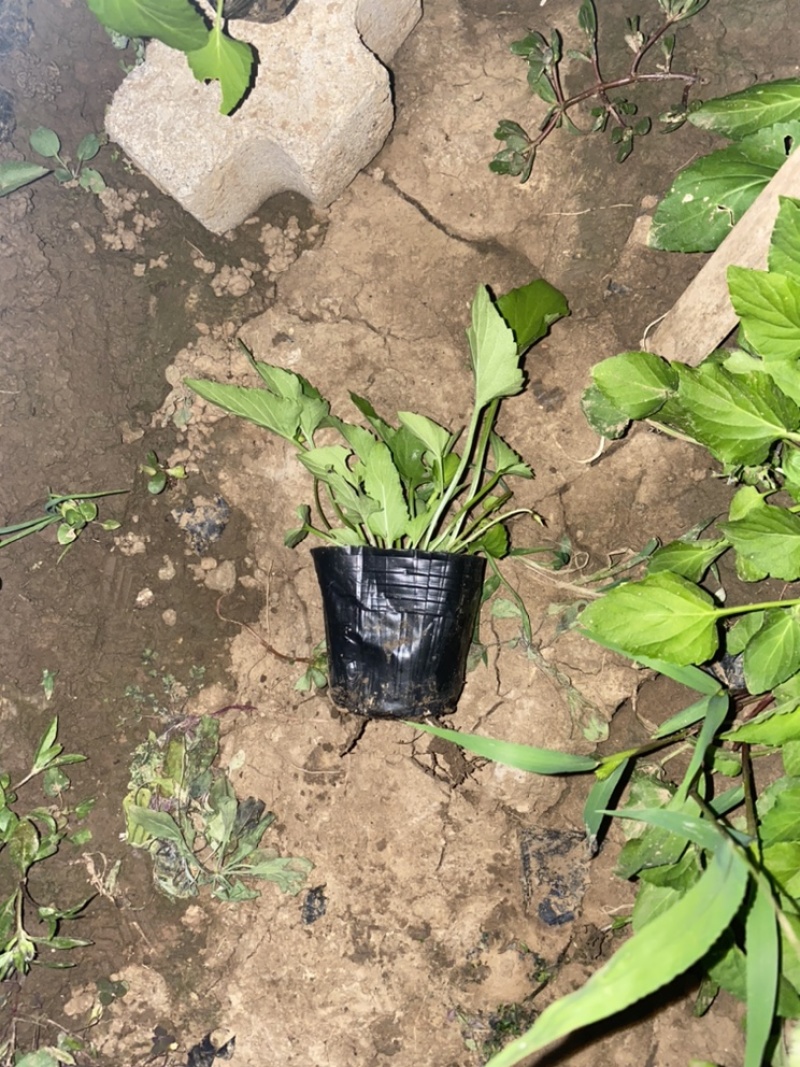 紫花地丁