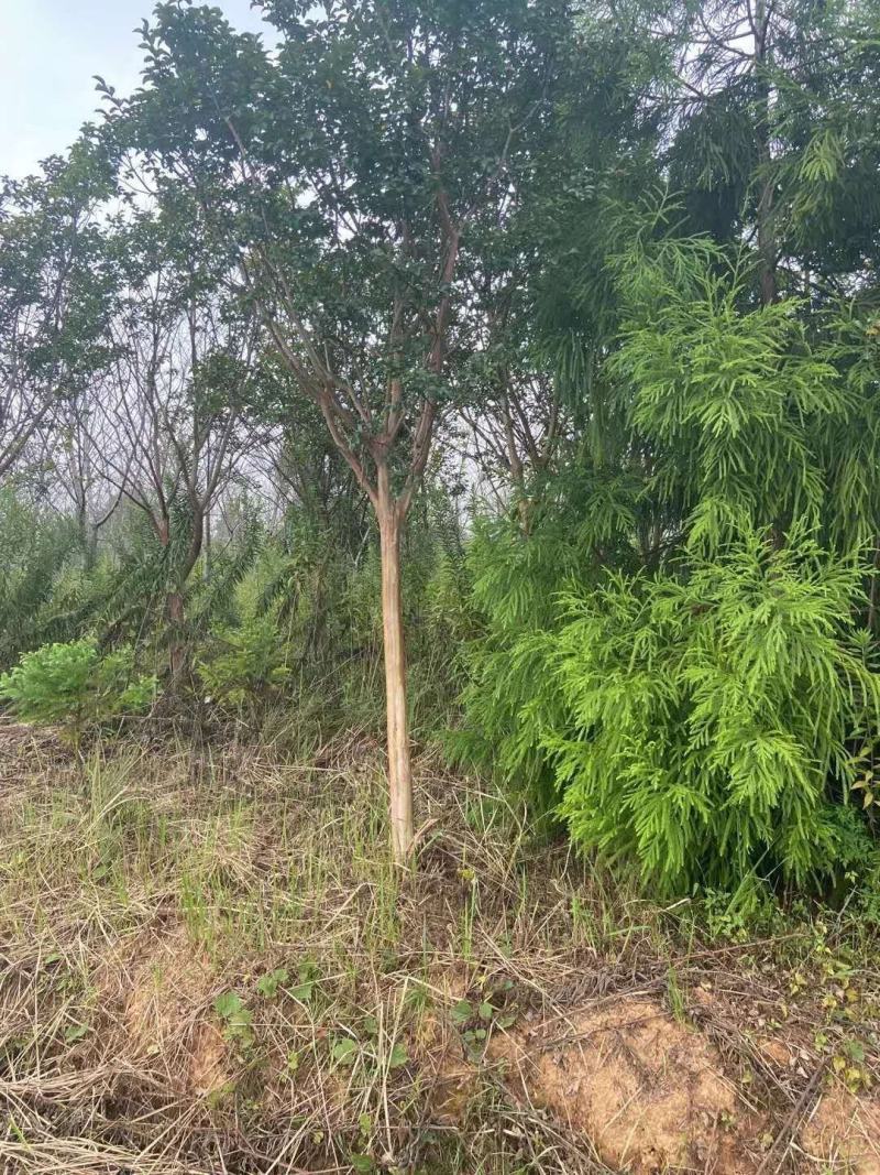 8—12紫薇基地直发品质保证量大从优一手货源欢迎联系