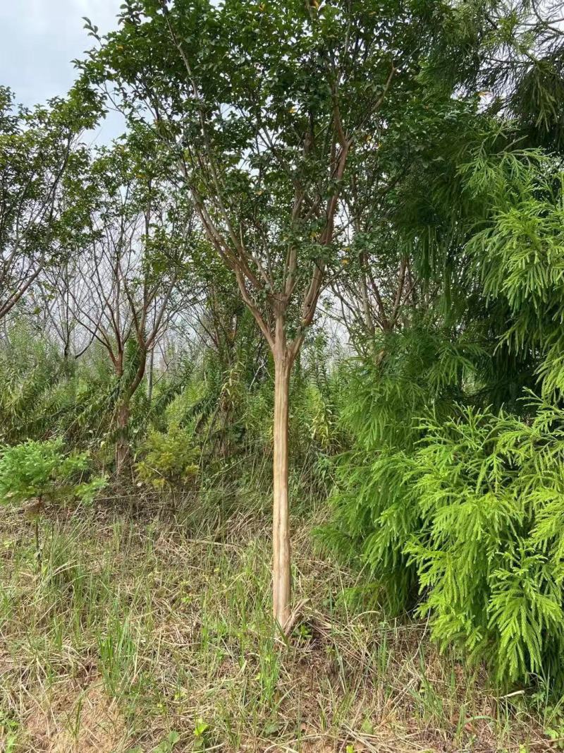 8—12紫薇基地直发品质保证量大从优一手货源欢迎联系