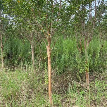 8—12紫薇基地直发品质保证量大从优一手货源欢迎联系