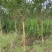 8—12紫薇基地直发品质保证量大从优一手货源欢迎联系
