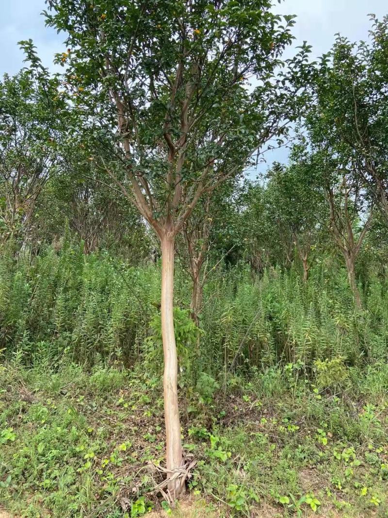 8—12紫薇基地直发品质保证量大从优一手货源欢迎联系