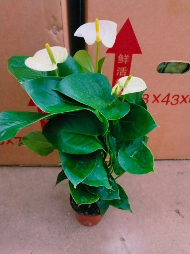 陆航100#白天鹅白掌精选盆栽绿植实物实拍图发货标准如图