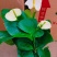 陆航100#白天鹅白掌精选盆栽绿植实物实拍图发货标准如图