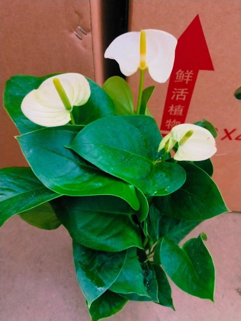 陆航100#白天鹅白掌精选盆栽绿植实物实拍图发货标准如图