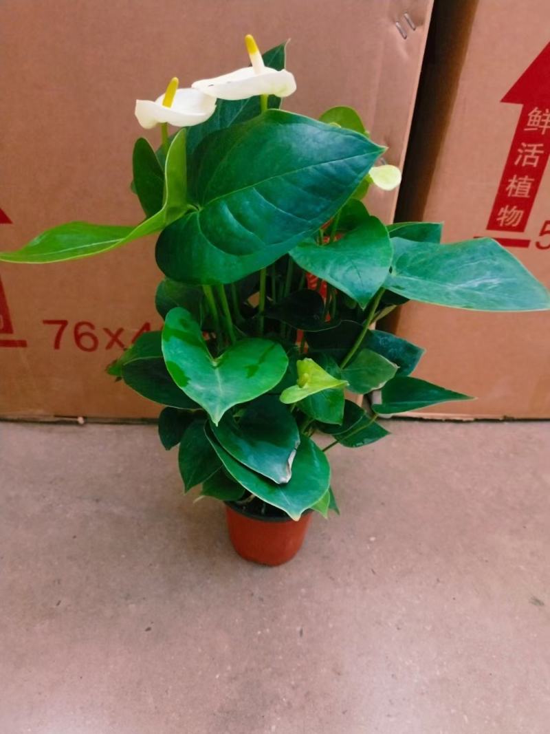 陆航100#白天鹅白掌精选盆栽绿植实物实拍图发货标准如图