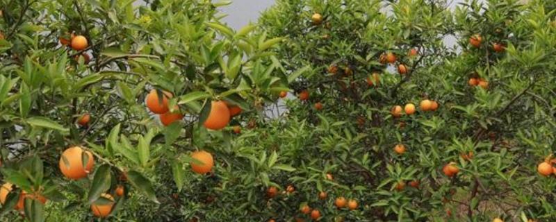 新余蜜桔