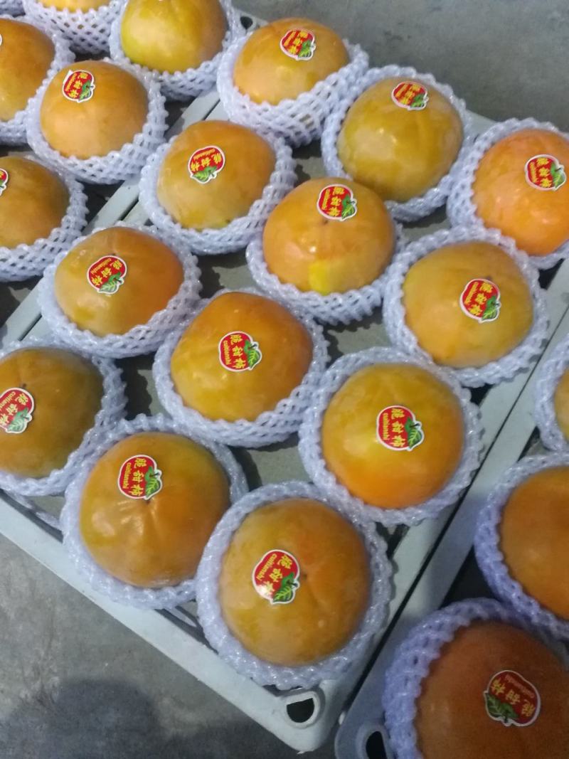 甜脆柿，火热销售中，电商，微商对接中，市场对接中产地直发