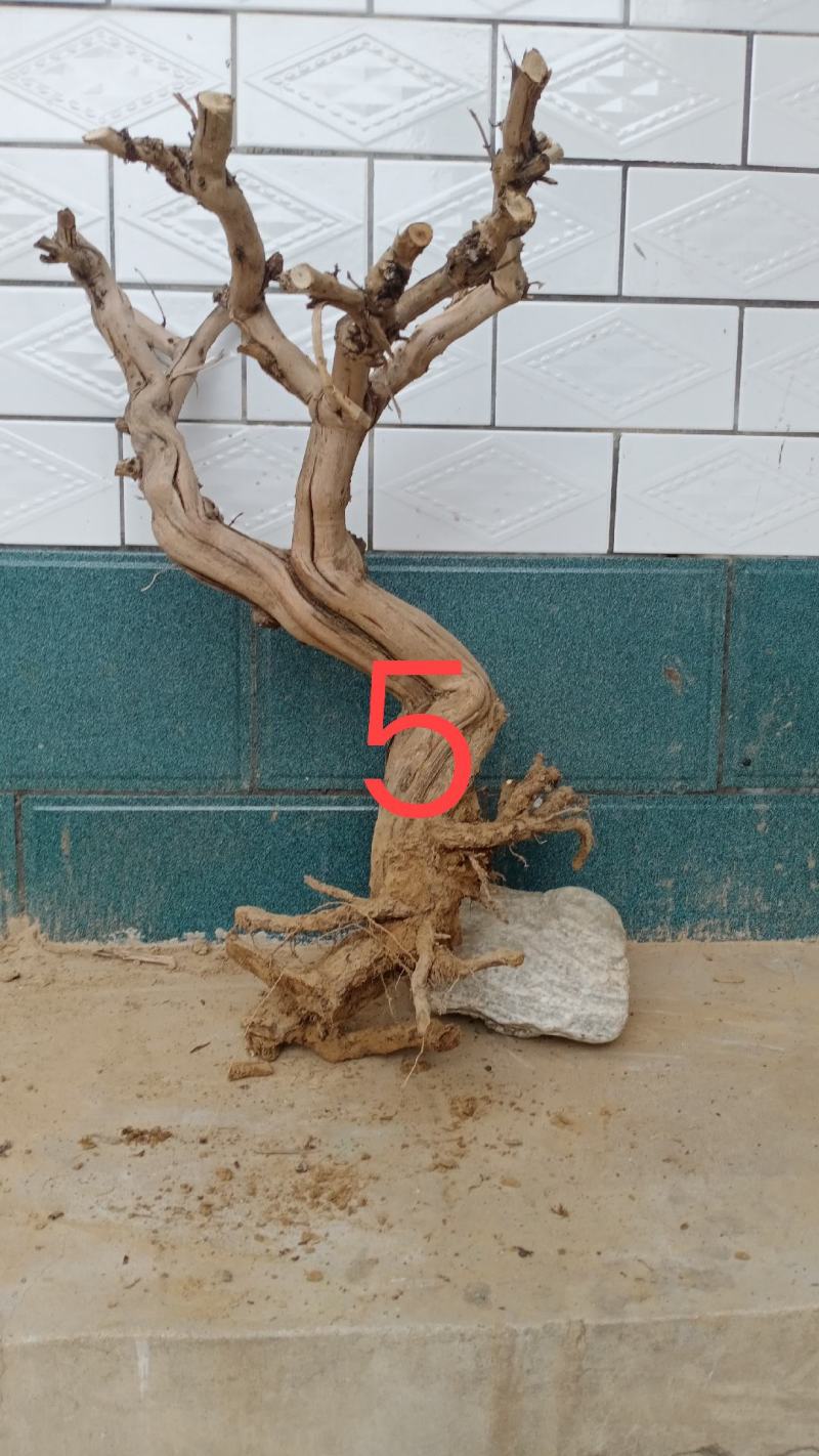 金银花枯桩，可做工艺品仿真树插花，摆件装饰品